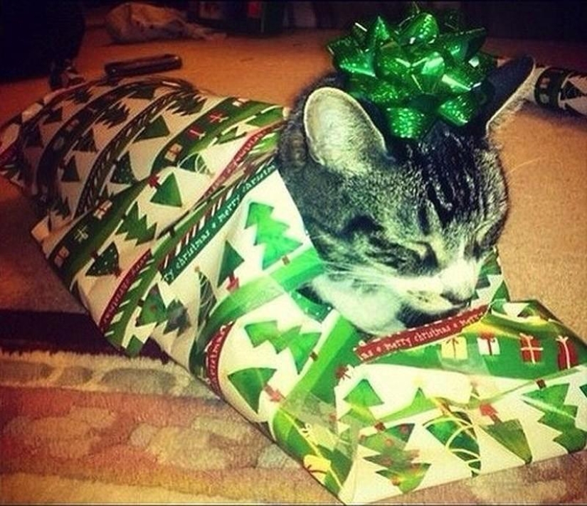 Cats that can't play hide and seek Cats that can't play hide and seek