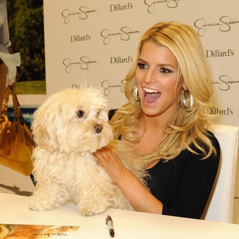 Celebrities obsessed with their pets Celebrities obsessed with their pets