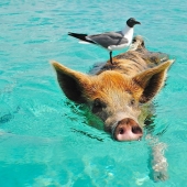 Cerdos flotantes únicos en una de las Bahamas