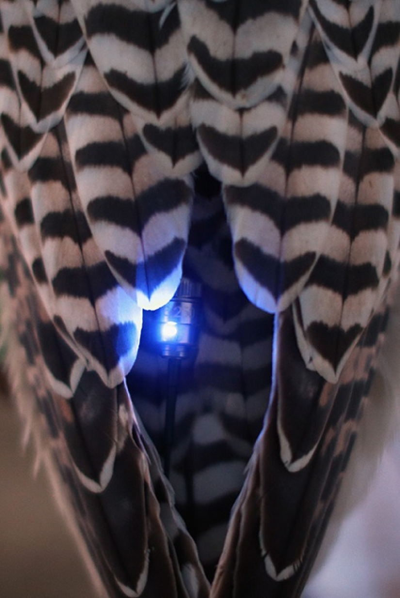 Cetrería en los Emiratos Árabes Unidos Cetrería en los Emiratos Árabes Unidos