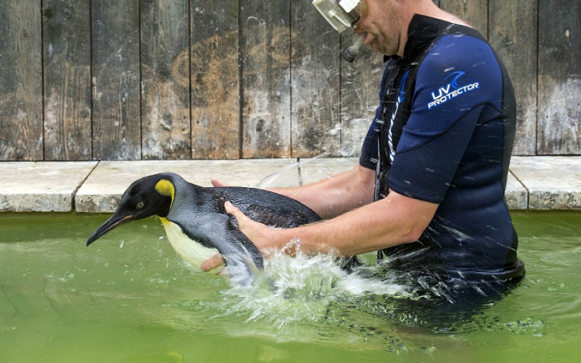 Charlotte Penguin Takes Swimming Lessons Charlotte Penguin Takes Swimming Lessons