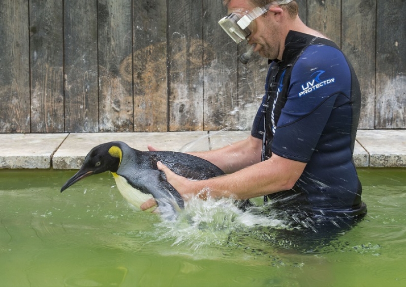 Charlotte Penguin Takes Swimming Lessons Charlotte Penguin Takes Swimming Lessons