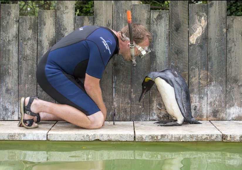 Charlotte Penguin Takes Swimming Lessons Charlotte Penguin Takes Swimming Lessons