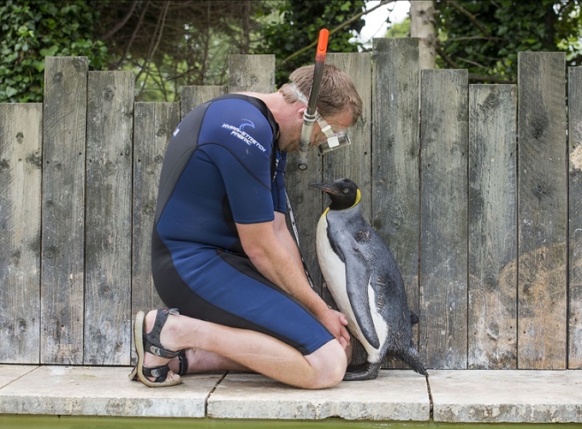 Charlotte Penguin Takes Swimming Lessons Charlotte Penguin Takes Swimming Lessons