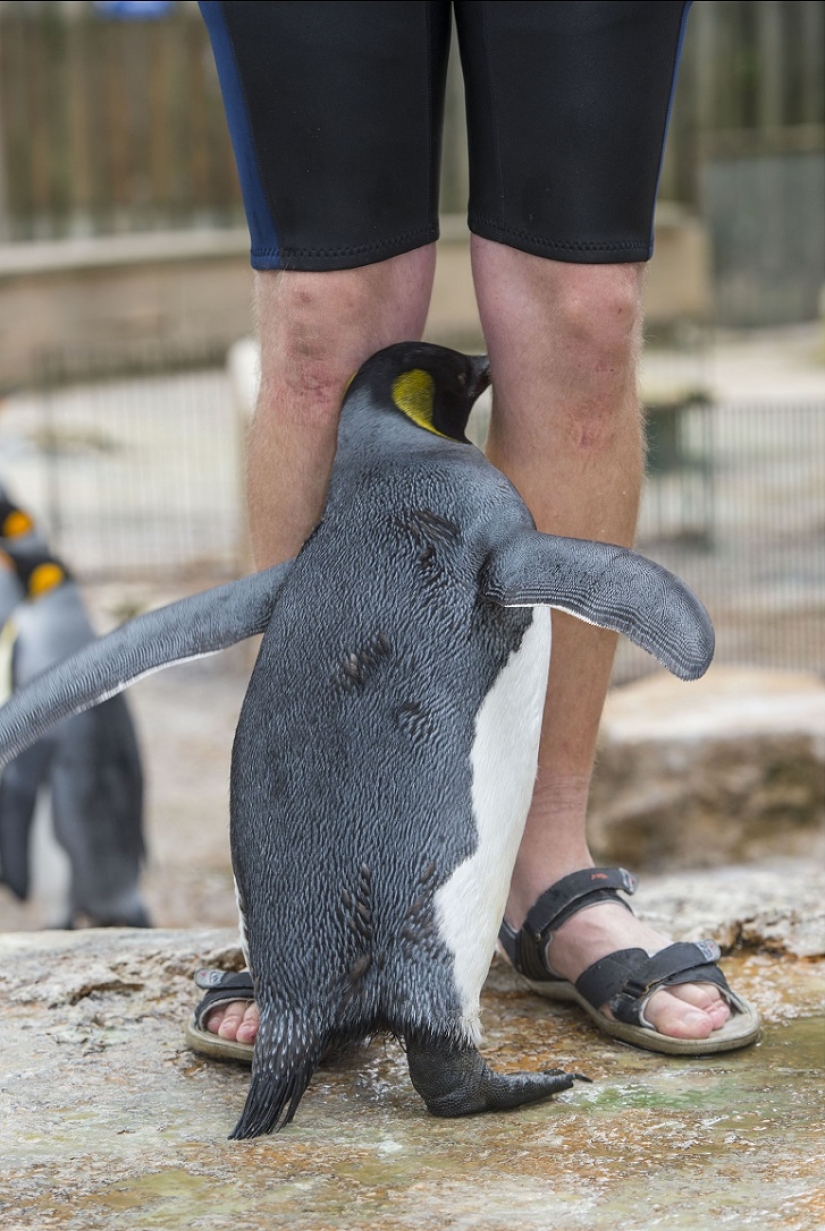Charlotte Penguin Takes Swimming Lessons Charlotte Penguin Takes Swimming Lessons