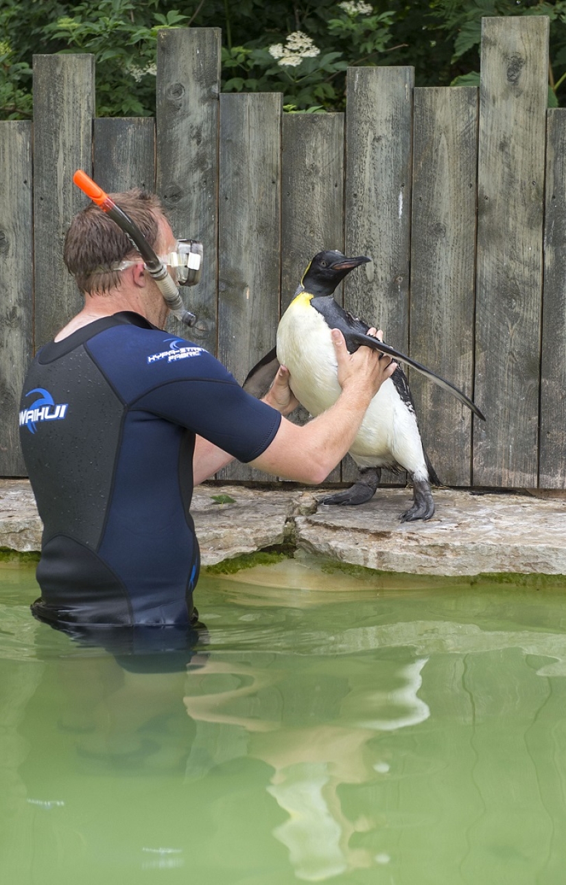 Charlotte Penguin Takes Swimming Lessons Charlotte Penguin Takes Swimming Lessons