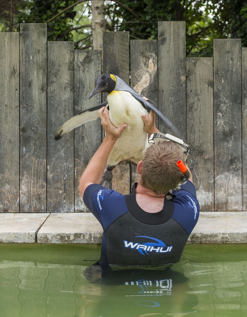 Charlotte Penguin Takes Swimming Lessons Charlotte Penguin Takes Swimming Lessons