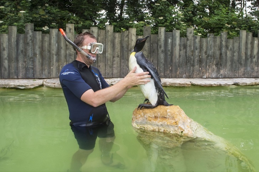Charlotte Penguin Takes Swimming Lessons Charlotte Penguin Takes Swimming Lessons