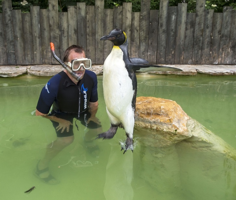 Charlotte Penguin Takes Swimming Lessons Charlotte Penguin Takes Swimming Lessons