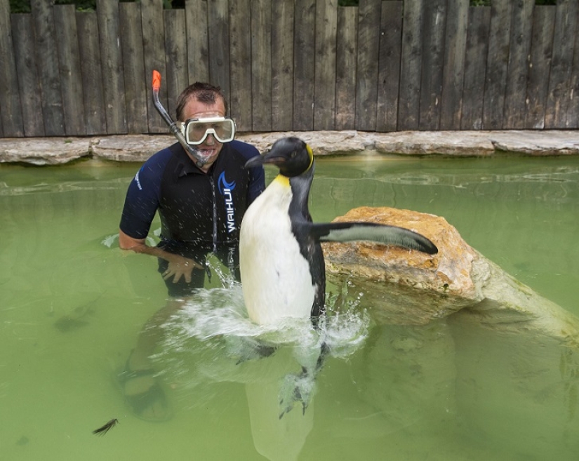 Charlotte Penguin Takes Swimming Lessons Charlotte Penguin Takes Swimming Lessons
