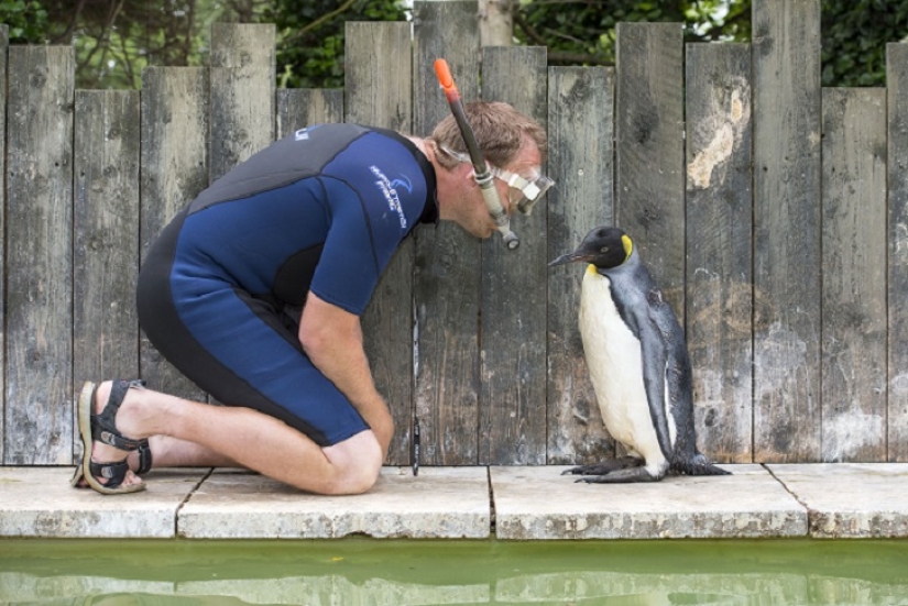 Charlotte Penguin Takes Swimming Lessons Charlotte Penguin Takes Swimming Lessons