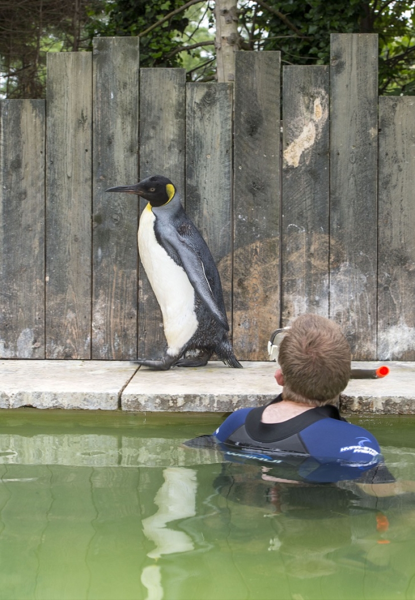 Charlotte Penguin toma lecciones de natación Charlotte Penguin toma lecciones de natación