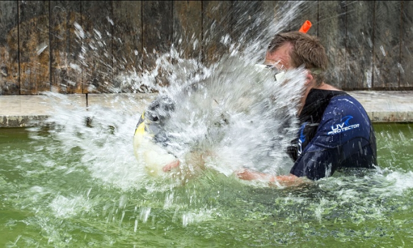 Charlotte Penguin toma lecciones de natación Charlotte Penguin toma lecciones de natación