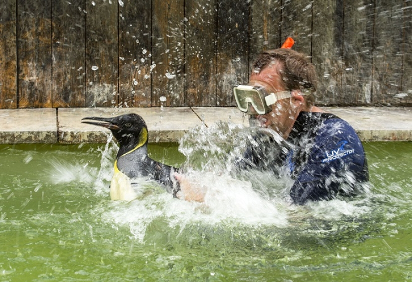 Charlotte Penguin toma lecciones de natación Charlotte Penguin toma lecciones de natación