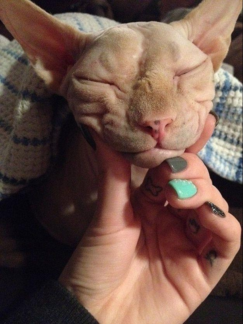 Charming Sphynx cats Charming Sphynx cats
