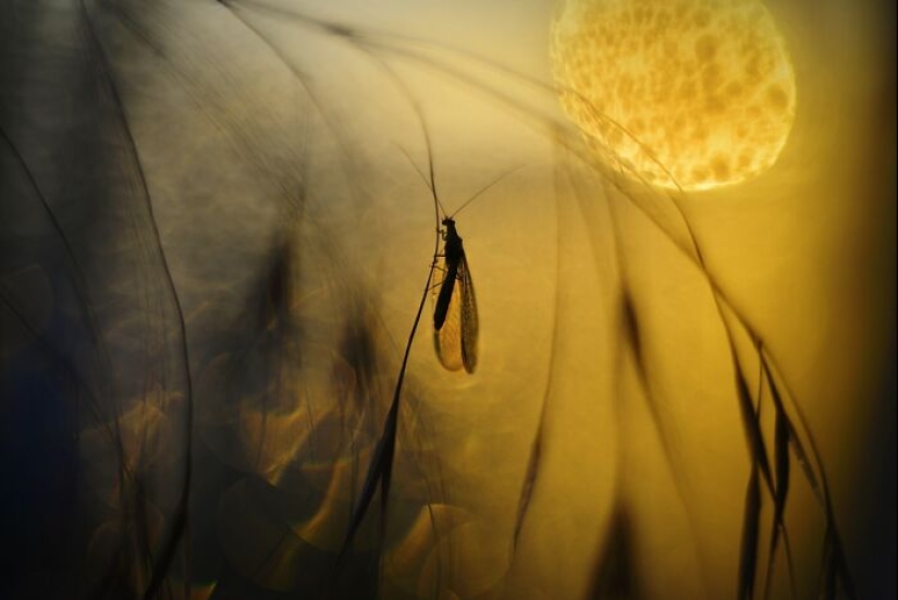 Chasing Light: A Collection Of My 10 Golden Hour Photographs