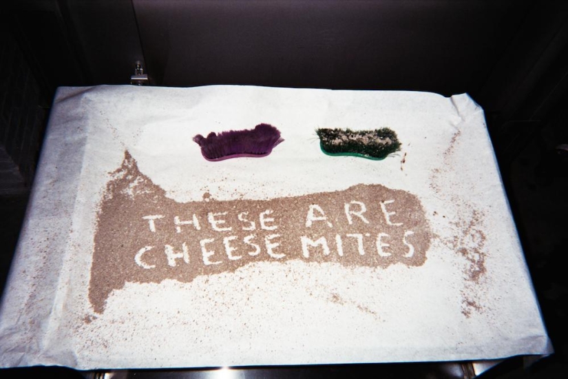 Cheese Hole: One day in the life of a Brooklyn cheese maker Cheese Hole: One day in the life of a Brooklyn cheese maker