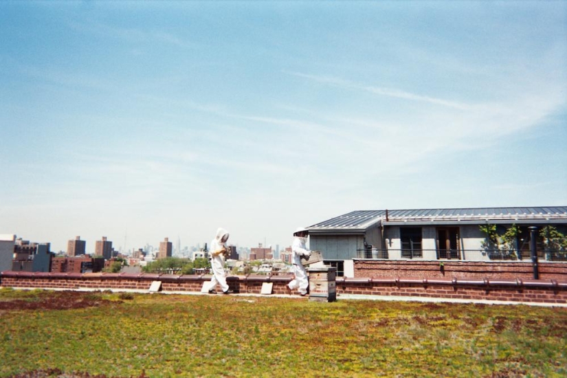 Cheese Hole: One day in the life of a Brooklyn cheese maker Cheese Hole: One day in the life of a Brooklyn cheese maker