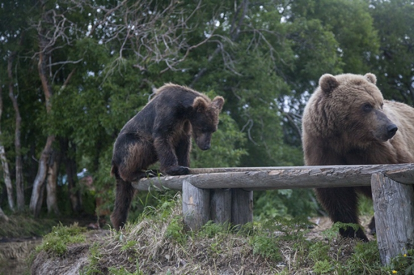 Children in a cage, or how we ended up face to face with bears