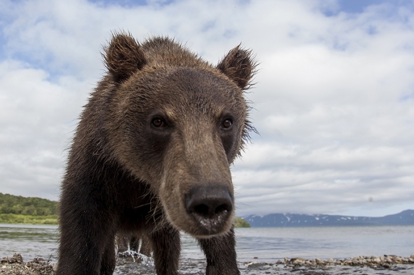 Children in a cage, or how we ended up face to face with bears