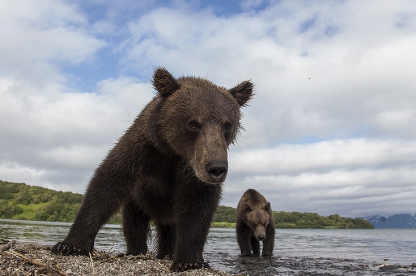 Children in a cage, or how we ended up face to face with bears