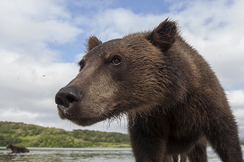 Children in a cage, or how we ended up face to face with bears