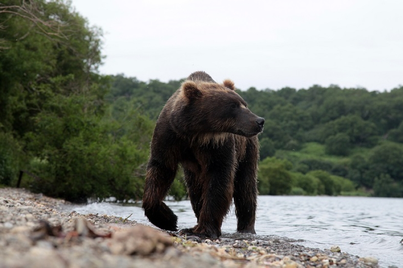 Children in a cage, or how we ended up face to face with bears