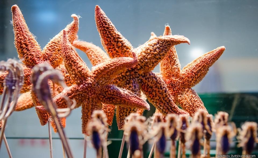 China gastronómica China gastronómica