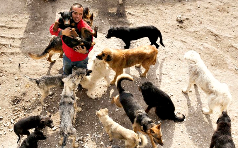 Chinese millionaire goes broke because of dogs Chinese millionaire goes broke because of dogs