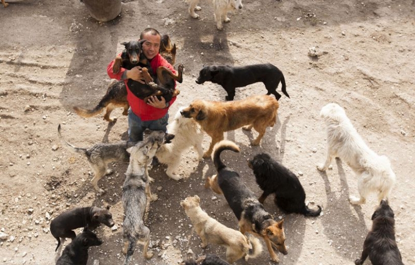 Chinese millionaire goes broke because of dogs Chinese millionaire goes broke because of dogs