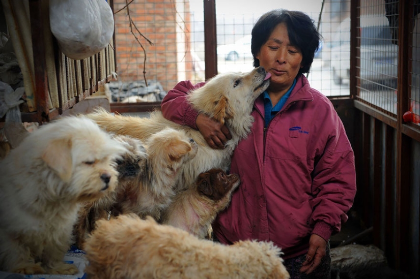 Chinese teacher saves 100 dogs from certain death at dog meat festival