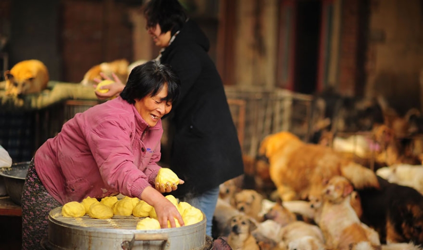 Chinese teacher saves 100 dogs from certain death at dog meat festival