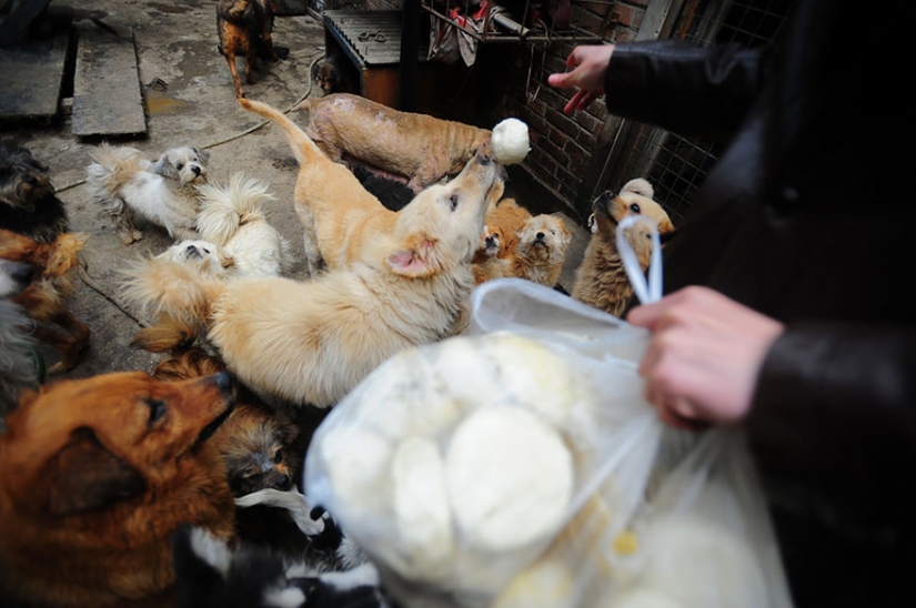 Chinese teacher saves 100 dogs from certain death at dog meat festival