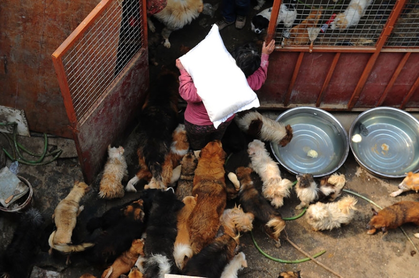 Chinese teacher saves 100 dogs from certain death at dog meat festival