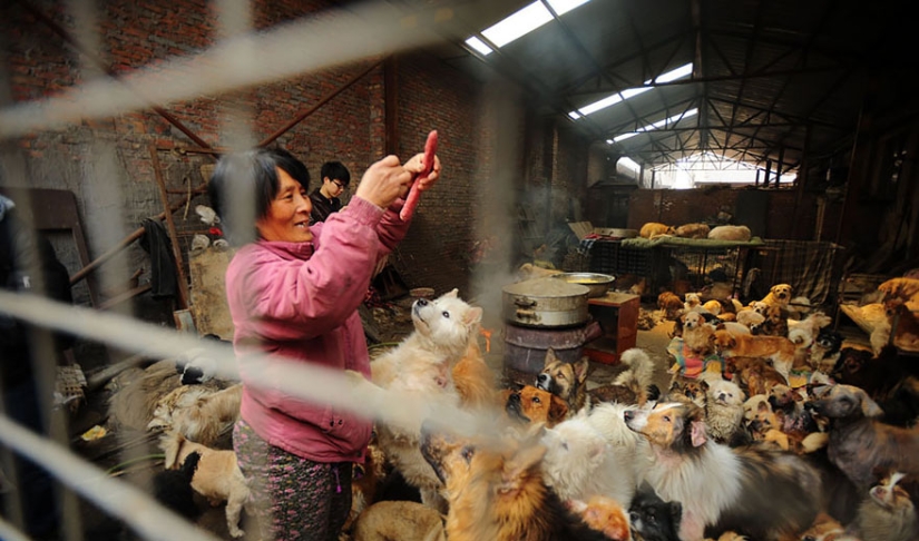 Chinese teacher saves 100 dogs from certain death at dog meat festival