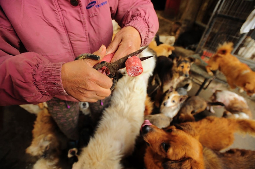 Chinese teacher saves 100 dogs from certain death at dog meat festival