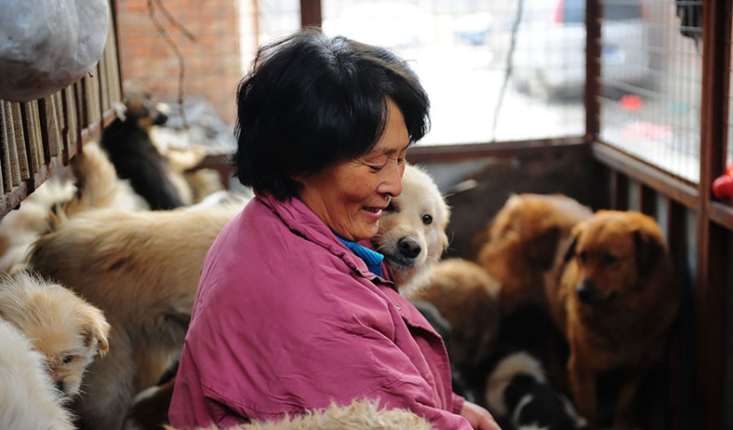 Chinese teacher saves 100 dogs from certain death at dog meat festival