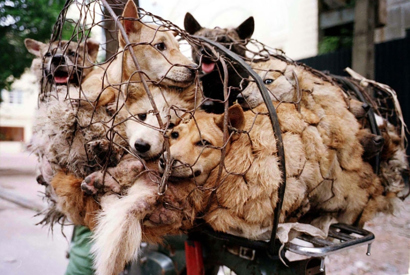 Chinese teacher saves 100 dogs from certain death at dog meat festival