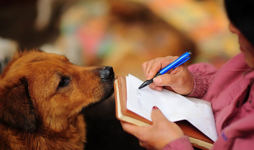 Chinese teacher saves 100 dogs from certain death at dog meat festival