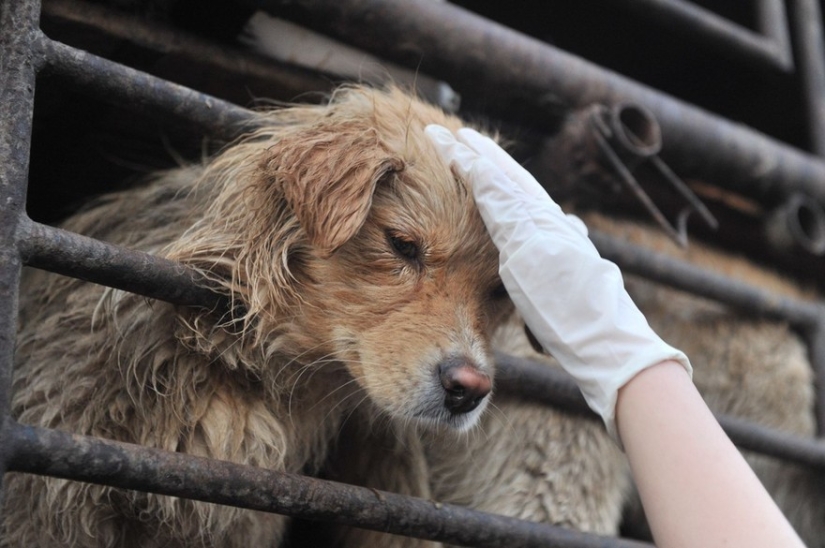 Chinese teacher saves 100 dogs from certain death at dog meat festival