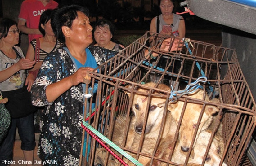 Chinese teacher saves 100 dogs from certain death at dog meat festival