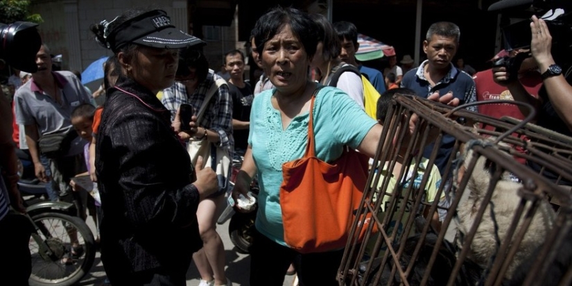 Chinese teacher saves 100 dogs from certain death at dog meat festival