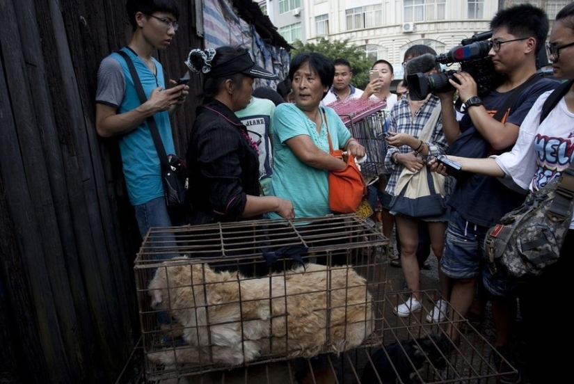 Chinese teacher saves 100 dogs from certain death at dog meat festival