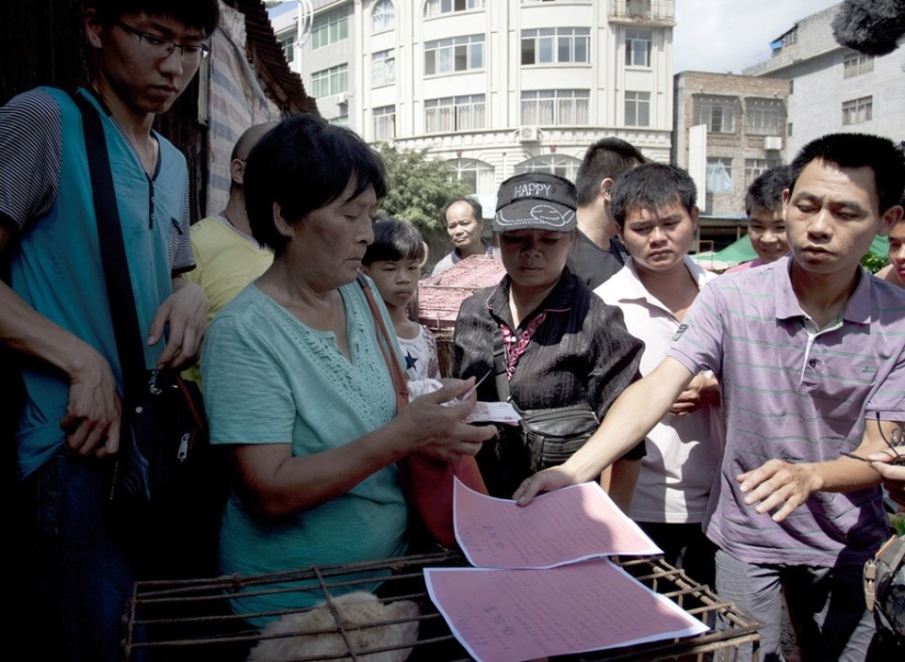 Chinese teacher saves 100 dogs from certain death at dog meat festival