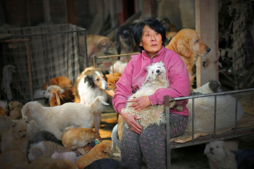 Chinese teacher saves 100 dogs from certain death at dog meat festival