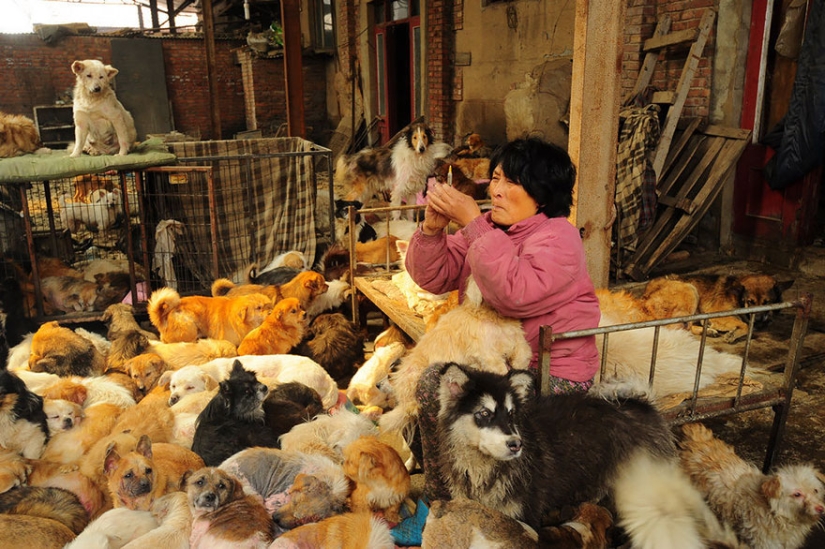 Chinese teacher saves 100 dogs from certain death at dog meat festival