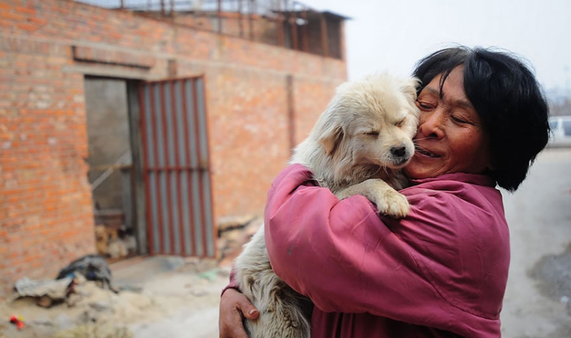 Chinese teacher saves 100 dogs from certain death at dog meat festival