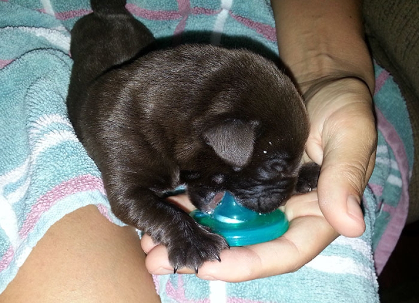 Chocolate puppy was born with a "cleft palate", but a veterinarian saved him from being euthanized