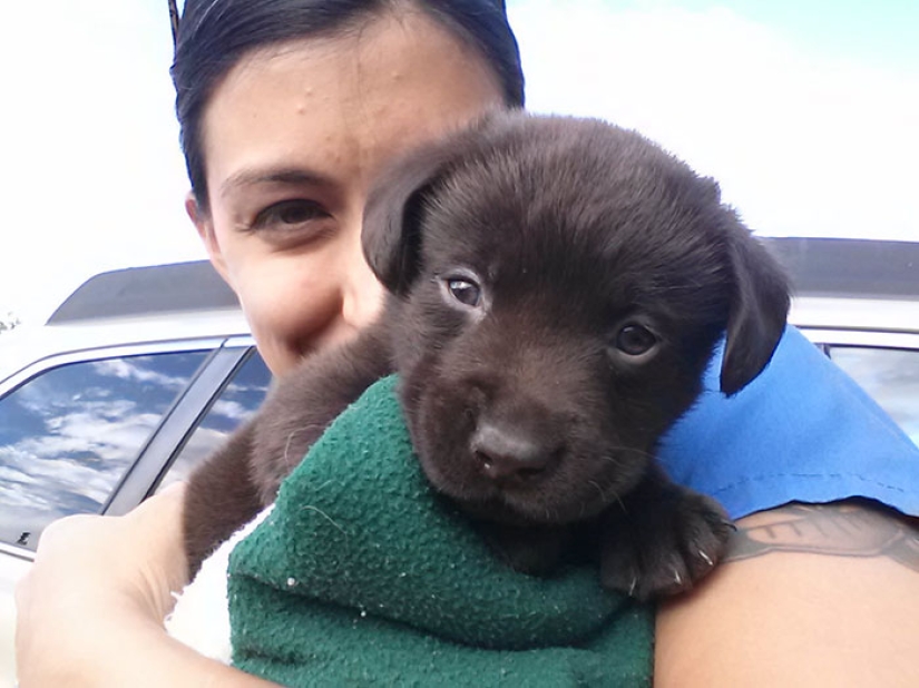 Chocolate puppy was born with a "cleft palate", but a veterinarian saved him from being euthanized