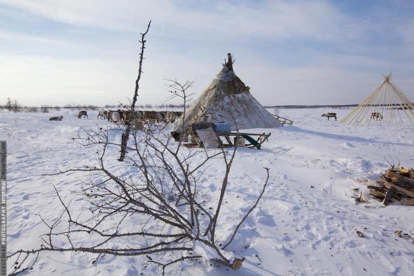 Ciervo corriendo. Yamal Ciervo corriendo. Yamal